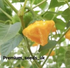 Pepper worlds hottest for sale  OLDBURY