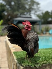 Malaysian serama hatching d'occasion  Expédié en Belgium