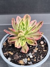 Aeonium green tea for sale  KILMARNOCK
