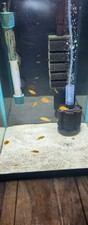 Yellow lab cichlid for sale  Santa Maria
