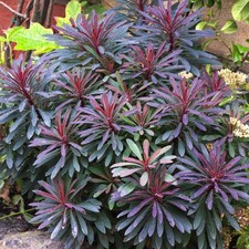 Euphorbia miners merlot for sale  UK