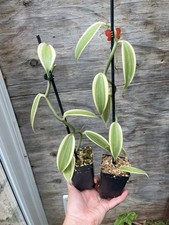 Vanilla planifolia albomargina for sale  Coatesville