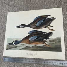 Blue winged teal for sale  OXFORD