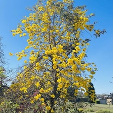 Yellow gold trumpet for sale  Plant City