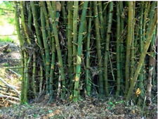 Giant thorny bamboo for sale  WALLASEY