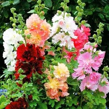 Lot graines rose d'occasion  Chazelles