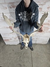 Fallow skull antler for sale  Knoxville