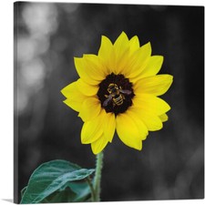 Artcanvas bee yellow for sale  Niles