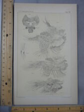 Rare antique original d'occasion  Expédié en Belgium
