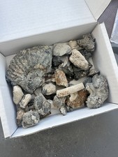 fossil wood for sale fossil wood for sale DARTFORD