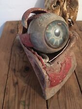 Oeil auzoux cabinet d'occasion  La Rochelle