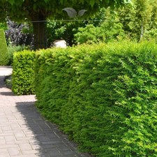 Fruchtende eibe taxus gebraucht kaufen  Nordhorn