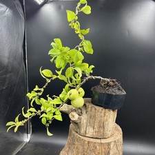 Shohin japanese flowering for sale  HULL