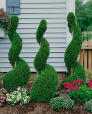 Emerald green arborvitae for sale  Mcminnville