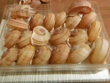 Lot earth shells d'occasion  Expédié en Belgium