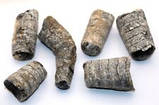 Set unpolished orthoceras for sale  BECCLES