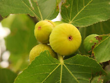 Ficus carica pedro for sale  ST. ASAPH
