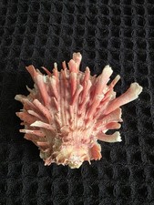 Beautiful spondylus thorny for sale  Lihue