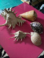 Lot coquillages rare d'occasion  Pommeuse