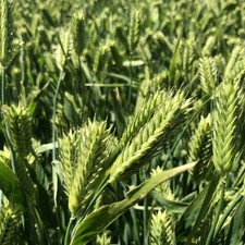 Lb. barley seed for sale  Lexington