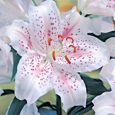 Lilium muscadet oriental for sale  PRESTON