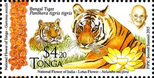 Mnh katze bengal gebraucht kaufen  Unna