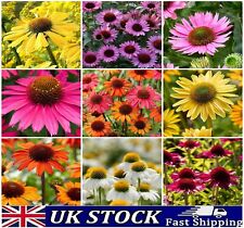 Rudbeckia hirta seeds for sale  LONDON