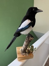 Taxidermy magpie protected for sale  WAKEFIELD