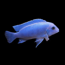 Pseudotropheus blue zebra for sale  HAYWARDS HEATH