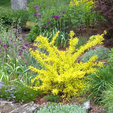 Forsythia golden times for sale  UK