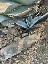 Small agave americana for sale  Hemet
