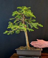Bonsai europäische fichte gebraucht kaufen  Bielefeld