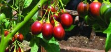 Tamarillo tree tomato for sale  BROCKENHURST