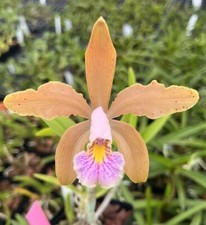 Cattleya orchid juno for sale  Mountain View