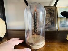 Cabinet curiosités oddities d'occasion  Aiglun