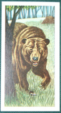 Grizzly bear vintage for sale  DERBY