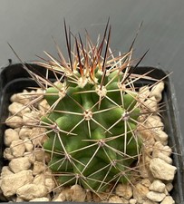 Echinocereus stramineus sb354 usato  Trivignano Udinese