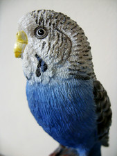 Vivid arts budgie for sale  KEIGHLEY