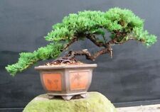 Juniper bonsai tree for sale  New York