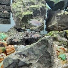 Juvenile neolamprologus multif for sale  Grandville