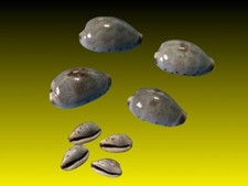 Cypraea gracilis gracilis usato  Roma