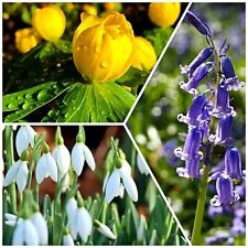 Snowdrop bulbs bluebell for sale  WISBECH