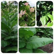 Burley tabak nicotiana gebraucht kaufen  Bayreuth