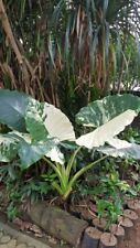 80006 alocasia macrorrhiza gebraucht kaufen  Reutlingen