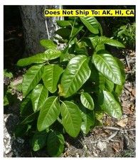 Fruit tree pigeon for sale  Miami