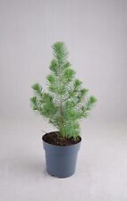 Pinus silver crest for sale  GLASGOW