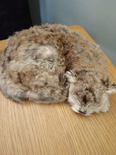 ships cat for sale ships cat for sale BARROW-IN-FURNESS