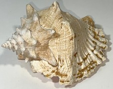 Large horned king for sale  Houston