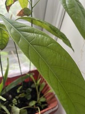 Fresh young avocado for sale  LONDON