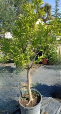 Pianta mandarino comune usato  Bisceglie
